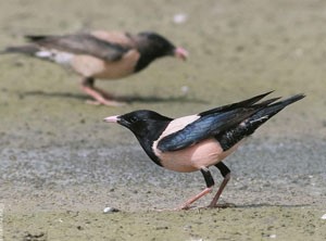 Тодол (Ягаан тодол)